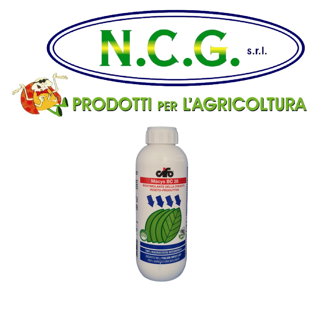 Macys BC 28 da kg 1 Cifo